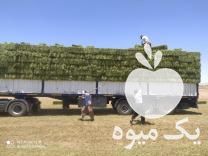 فروش یونجه کاه علوفه جو خوراک دام در تهران در گروه خوراک دام و طیور - پرواری شیری علوفه یونجه در یکمیوه -عکس1