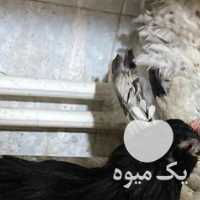 فروش مرغ و خروس در تهران در گروه مرغ و خروس و بوقلمون و اردک قو قاز در یکمیوه