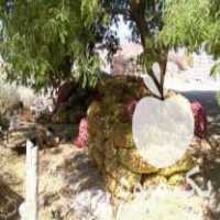 فروش 500 کیلو سیب بذری سانته در جیرفت در گروه خرید فروش عمده سیب زمینی - زودرس دیررس آگریا اسپریت اردبیل همدان در یکمیوه