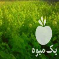 فروش ریشه انگورقرمزی تضمینی در ارومیه در گروه خرید فروش عمده انگور - یاقوتی شانی عسگری بی دانه قرمز در یکمیوه