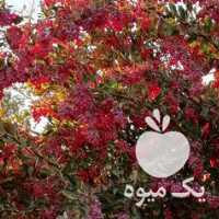 زرشک تازه فروش بصورت عمده در بیرجند در گروه انواع آبمیوه ها و آبگیری ها - میوه کنسانتره فروش مستقیم در یکمیوه