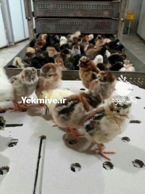 فروش تخم نطفه دار مرغ زینتی مهندس کریمی در تهران در گروه انواع تخم ها - مرغ بوقلمون پرنده عمده کشاورزی در یکمیوه -عکس1