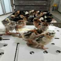 فروش تخم نطفه دار مرغ زینتی مهندس کریمی در تهران در گروه انواع تخم ها - مرغ بوقلمون پرنده عمده کشاورزی در یکمیوه