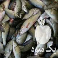 فروش مجموعه مستقیم بچه ماهی در لاهیجان در گروه ماهی قزل آلا - سالمون خال قرمز خرید و فروش دریا پرورشی در یکمیوه