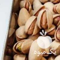 فروش پسته اکبری دستچین امسالی در تهران در گروه پسته - کوهی شامی خام اکبری تازه کله قوچی در یکمیوه