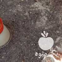 فروش مرغ وخروس لاری 3 تامرغ 2تا خروس در بوشهر در گروه مرغ و خروس و بوقلمون و اردک قو قاز در یکمیوه