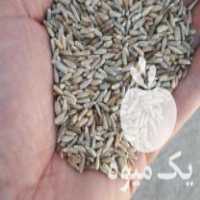 فروش چاودار روگن در تهران در گروه خرید فروش عمده غلات و حبوبات - لپه عدس نخود لوبیا در یکمیوه