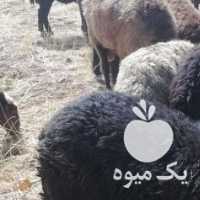 فروش گوسفند آبستن همراه بره در اصفهان در گروه گاو و گوسفند و میش و بز کهره گوساله سمینتال در یکمیوه