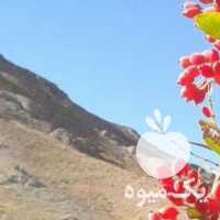 فروش زرشک عناب گردو در بیرجند در گروه خرید فروش عمده ازگیل و تمشک و زرشک - ژاپنی فروش مستقیم در یکمیوه