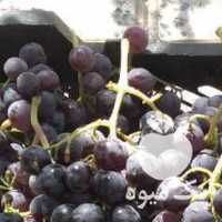 فروش انگورقرمز در همدان در گروه خرید فروش عمده انگور - یاقوتی شانی عسگری بی دانه قرمز در یکمیوه
