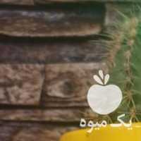 فروش کاکتوس های چندساله و مادر در اصفهان در گروه خرید فروش عمده گیاهان زینتی - گرمسیری آپارتمانی باغچه آب در یکمیوه