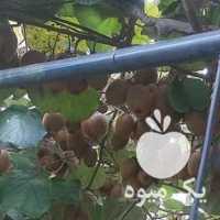 فروش کیوی هایوارد در تهران در گروه خرید فروش عمده کیوی - صادراتی مازندران تنکابن تالش در یکمیوه
