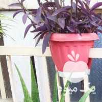 فروش گل طبیعی الوورا و گندمی و برگ بیدی و ناز یخی در تهران در گروه خرید فروش عمده گیاهان زینتی - گرمسیری آپارتمانی باغچه آب در یکمیوه