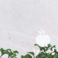 فروش گل رویال ،  برگ بیدی ،  آلوئه ورا ،  آلوورا در اصفهان در گروه خرید فروش عمده گیاهان زینتی - گرمسیری آپارتمانی باغچه آب در یکمیوه