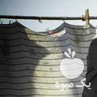 فروش اسب مسابقاتی مادیان در تهران در گروه اسب و الاغ خر و فروش قاطر- ترکمن عربی سفید نر و ماده در یکمیوه