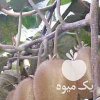 فروش کیوی هایوارد درشت در تهران در گروه خرید فروش عمده کیوی - صادراتی مازندران تنکابن تالش در یکمیوه