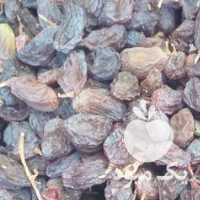 فروش مویز یا کشمش انگورفخری در همدان در گروه آجیل - فروش عمده محصولات در یکمیوه