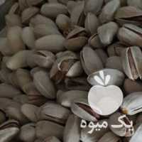 فروش پسته اکبری در دامغان در گروه پسته - کوهی شامی خام اکبری تازه کله قوچی در یکمیوه