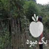 فروش عمده انواع نهال گلدانی و ریشه لخت در گرگان در گروه خرید فروش نهال - انواع گردو پسته بادام سلطانی انگور در یکمیوه