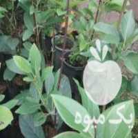 فروش نهال پیوندی آووکادو در چالوس در گروه خرید فروش نهال - انواع گردو پسته بادام سلطانی انگور در یکمیوه