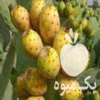 فروش نهال گلابی مالتا در آزادشهر در گروه خرید فروش نهال - انواع گردو پسته بادام سلطانی انگور در یکمیوه