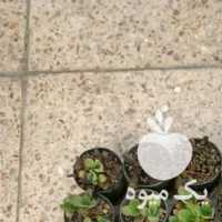 فروش کاکتوس در تهران در گروه خرید فروش نهال - انواع گردو پسته بادام سلطانی انگور در یکمیوه