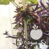 فروش گل های قاشقی الو ورا و کاکتوس و شمعدانی در تهران در گروه خرید فروش عمده گیاهان زینتی - گرمسیری آپارتمانی باغچه آب در یکمیوه