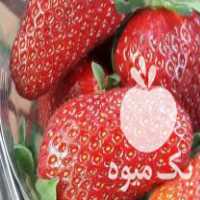فروش بوته توت فرنگی در جویبار در گروه خرید فروش عمده توت فرنگی - خرید فروش عمده قرمز سفید در یکمیوه