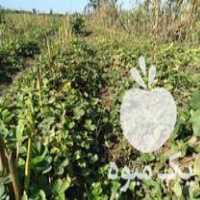 فروش نهال توت فرنگی کاماروس در خان ببین در گروه خرید فروش نهال - انواع گردو پسته بادام سلطانی انگور در یکمیوه