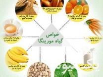 فروش نشاء نهال مورینگا برگ خشک مورینگا اولیفرا طب جو گیاه دارویی در شیراز در گروه خرید فروش نشا - انواع گوجه برنج کاهو پیاز کاری فرنگی در یکمیوه -عکس1