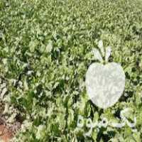 فروش چغندر برای خوراک دام در بوئین زهرا در گروه خوراک دام و طیور - پرواری شیری علوفه یونجه در یکمیوه