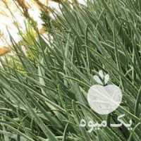 فروش گل آلوورا در تهران در گروه خرید فروش عمده گیاهان زینتی - گرمسیری آپارتمانی باغچه آب در یکمیوه