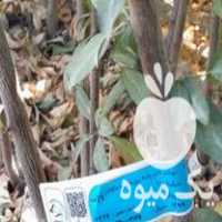 فروش نهال های الو پایه رویشی وکشت بافتی در تهران در گروه خرید فروش نهال - انواع گردو پسته بادام سلطانی انگور در یکمیوه