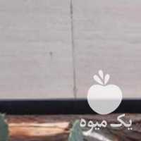 فروش کاکتوس انجیر تیغی و اپونتیا در اصفهان در گروه خرید فروش عمده گیاهان زینتی - گرمسیری آپارتمانی باغچه آب در یکمیوه