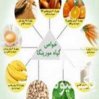 فروش نشاء نهال مورینگا برگ خشک مورینگا اولیفرا طب جو گیاه دارویی در شیراز در گروه خرید فروش نشا - انواع گوجه برنج کاهو پیاز کاری فرنگی در یکمیوه