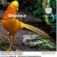 فروش قرقاول لیمویی در مازندران در گروه خرید و فروش عمده انواع محصولات کشاورزی و دامداری در یکمیوه