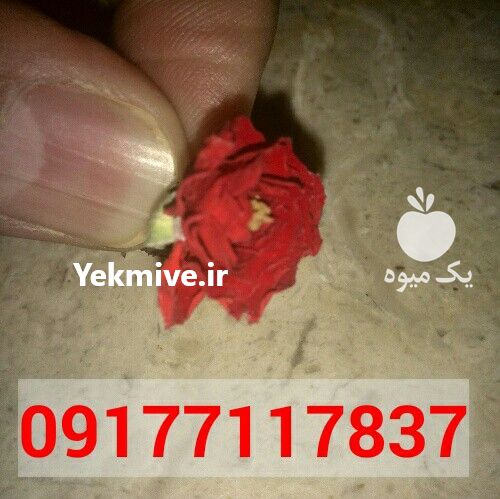 فروش گل خشک ساناز و مینا در فارس در گروه خرید فروش عمده گیاهان زینتی - گرمسیری آپارتمانی باغچه آب در یکمیوه -عکس1