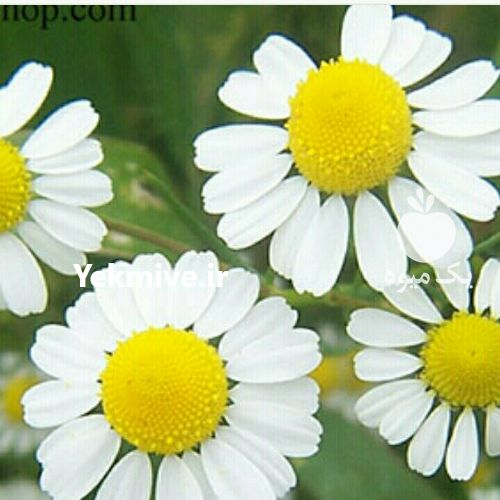 خریدار گل بابونه گاوی خشک در فارس در گروه خرید فروش عمده گیاهان زینتی - گرمسیری آپارتمانی باغچه آب در یکمیوه -عکس1