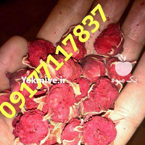 فروش عمده و جزئی گلنار فارسی در گروه خرید فروش عمده انواع گل - پروش قاشقی موسی ساکولنت بن سای در یکمیوه -عکس1