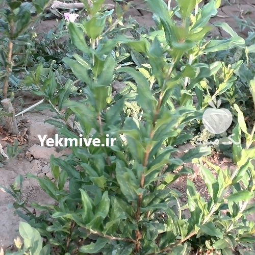 فروش نهال و قلمه گلنار فارسی در گروه خرید فروش نهال - انواع گردو پسته بادام سلطانی انگور در یکمیوه -عکس1