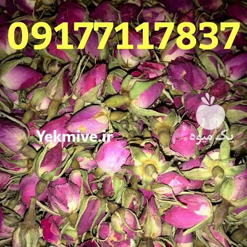 فروش غنچه گل محمدی در فارس در گروه خرید فروش عمده گیاهان زینتی - گرمسیری آپارتمانی باغچه آب در یکمیوه -عکس1