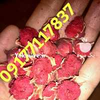 فروش عمده و جزئی گلنار فارسی در گروه خرید فروش عمده انواع گل - پروش قاشقی موسی ساکولنت بن سای در یکمیوه