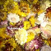 فروش گل مینا خشک در فارس در گروه خرید فروش عمده گیاهان زینتی - گرمسیری آپارتمانی باغچه آب در یکمیوه