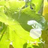 فروش انگور قاقازان در قزوین در گروه خرید فروش عمده انگور - یاقوتی شانی عسگری بی دانه قرمز در یکمیوه