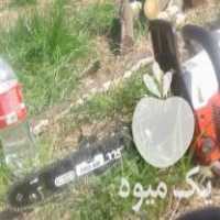 خرید و قطع انواع درخت در بهمن در گروه خرید فروش عمده چوب- زغال چوب گردو تبریزی خام در یکمیوه