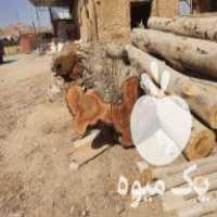 فروش چوب گردو قطر 120 در اصفهان در گروه خرید فروش عمده چوب- زغال چوب گردو تبریزی خام در یکمیوه