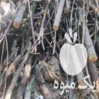 فروش چوب گردو و گیلاس ، جهت هیزم ، ذغال و کارخانه چوب در تهران در گروه خرید فروش عمده چوب- زغال چوب گردو تبریزی خام در یکمیوه