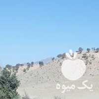 فروش کره اسب در اصفهان در گروه خرید فروش نشا - انواع گوجه برنج کاهو پیاز کاری فرنگی در یکمیوه