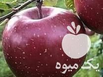 فروش ارقام نهال های مثمر و غیر مثمر اصلاح شده در نظرآباد در گروه خرید فروش نهال - انواع گردو پسته بادام سلطانی انگور در یکمیوه -عکس1