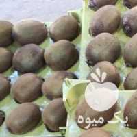 فروش کیوی مرغوب صادراتی در آستارا در گروه خرید فروش عمده کیوی - صادراتی مازندران تنکابن تالش در یکمیوه